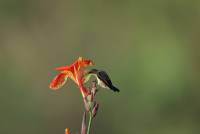 Long-Billed Sunbird (female)